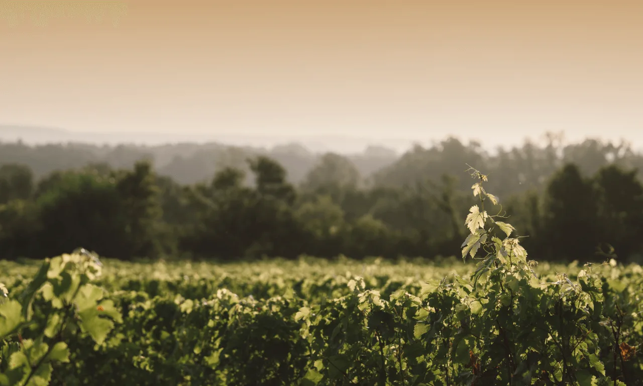 Clos Saint-Florent, GUB Saumur Blanc - Langlois Crémant de Loire