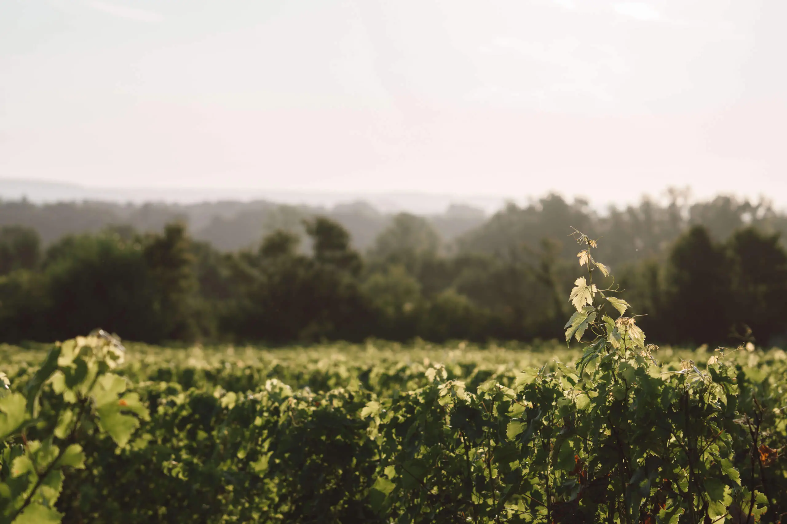 Les Beaugrands, Coteaux de Saumur - Langlois Crémant de Loire